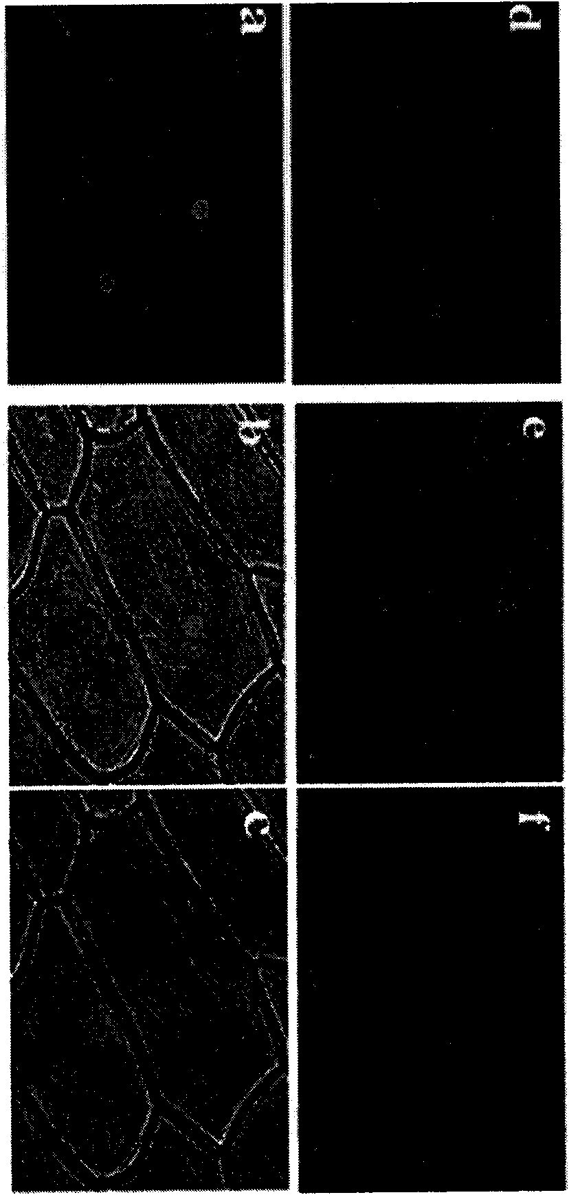 Ammopiptanthus mongolicus NAC1 gene promoter