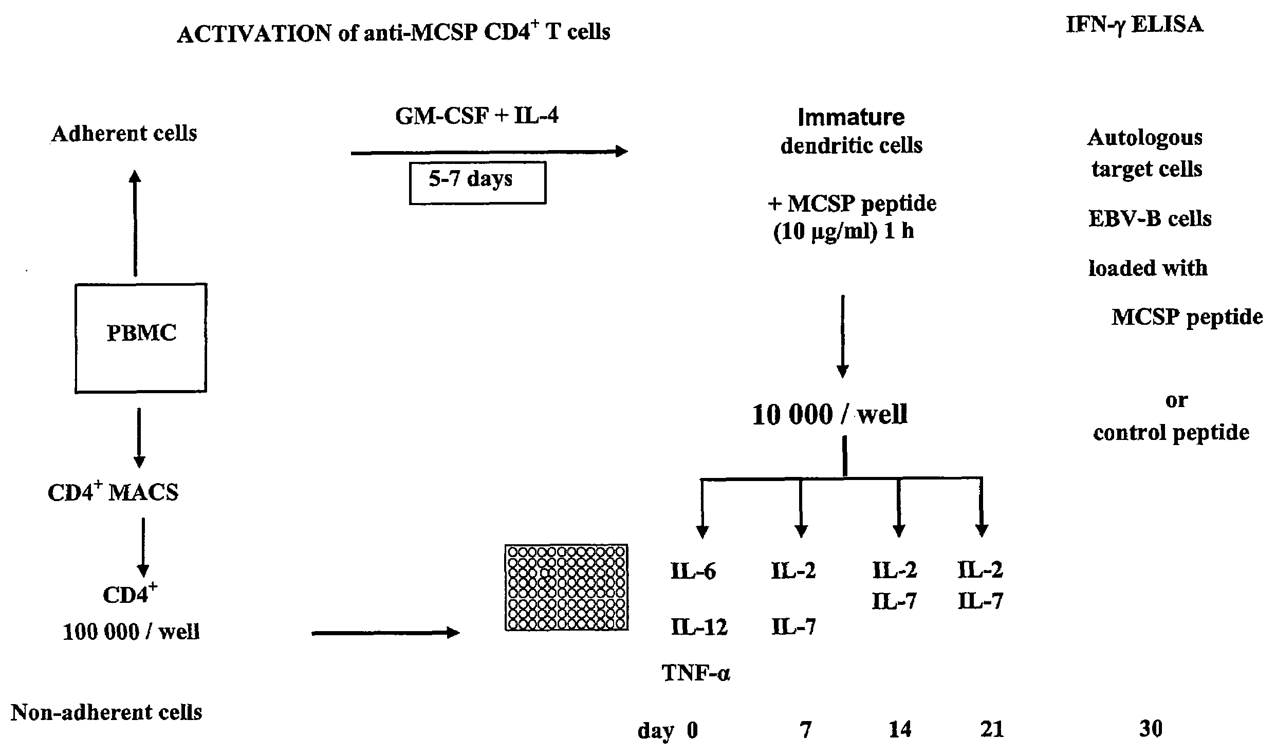 T-Cell Stimulatory Peptides From The Melanoma-Associated Chondroitin Sulfate Proteoglycan And Their Use