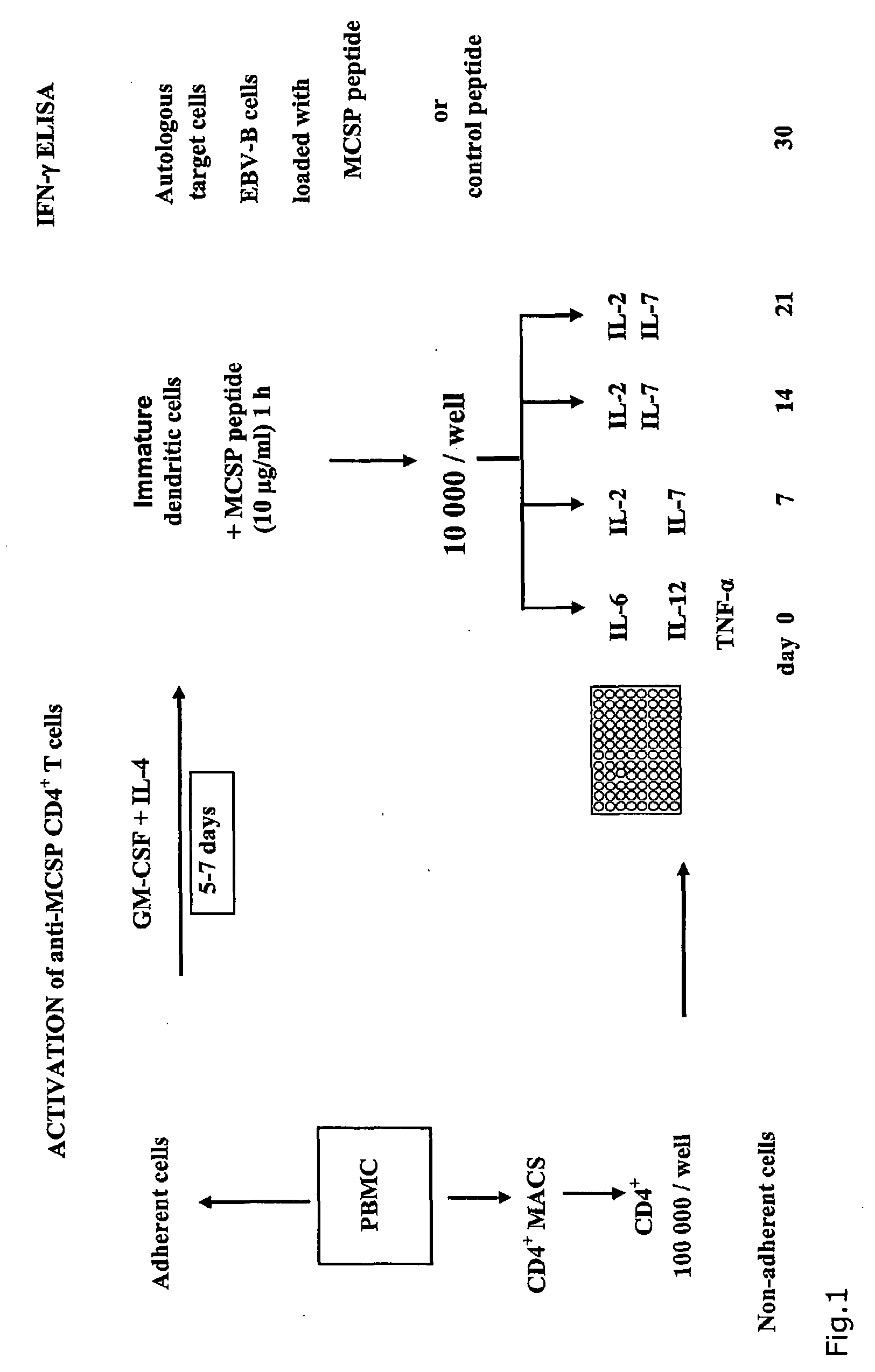 T-Cell Stimulatory Peptides From The Melanoma-Associated Chondroitin Sulfate Proteoglycan And Their Use