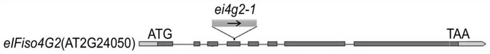 Application of eifiso4g2 protein in regulation of plant tolerance to ABA