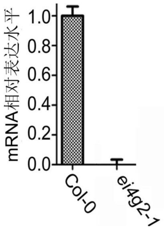 Application of eifiso4g2 protein in regulation of plant tolerance to ABA