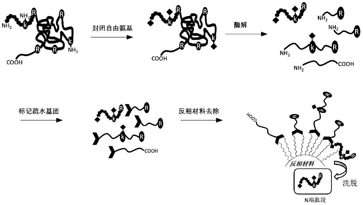 A method for protein N-terminus enrichment based on hydrophobic group modification