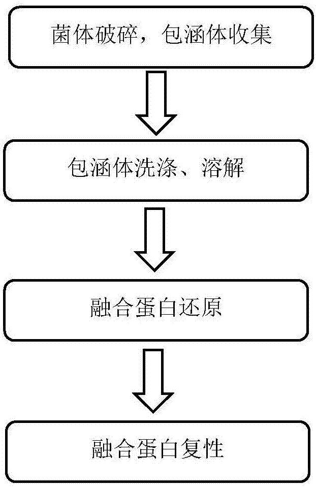 A kind of renaturation method of recombinant human proinsulin fusion protein