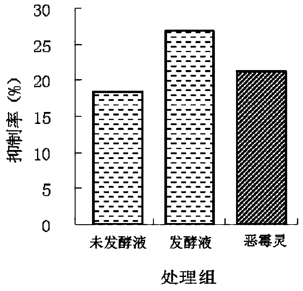 Cystis coronis ls1 strain