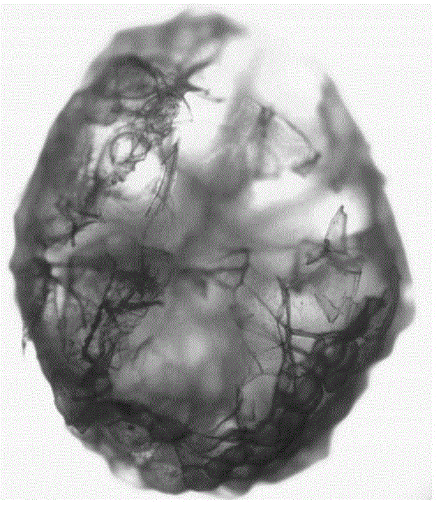 Floating-type sulfite supported microcapsule, preparation method thereof and method for preventing fruit wine hops disease