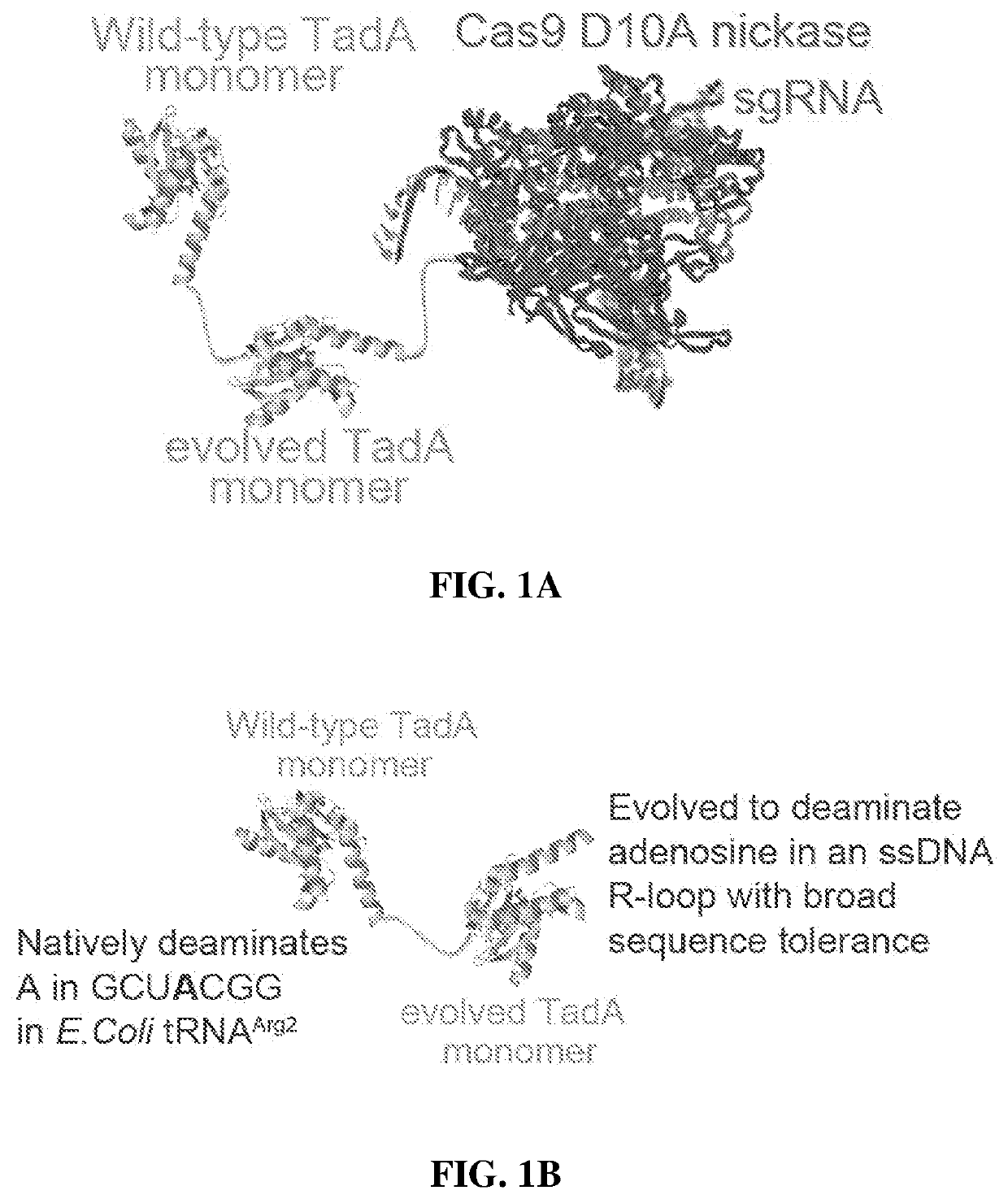 Adenine base editors with reduced off-target effects