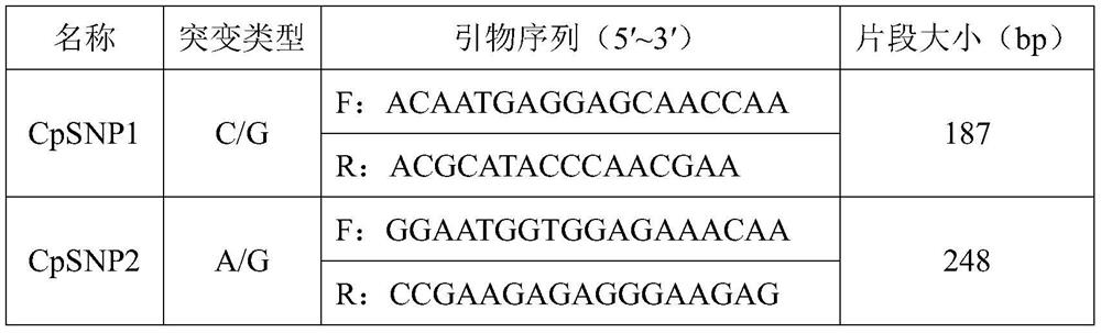 Polymorphic primers for chloroplast SNP molecular markers of Cinnamomum camphora and its application