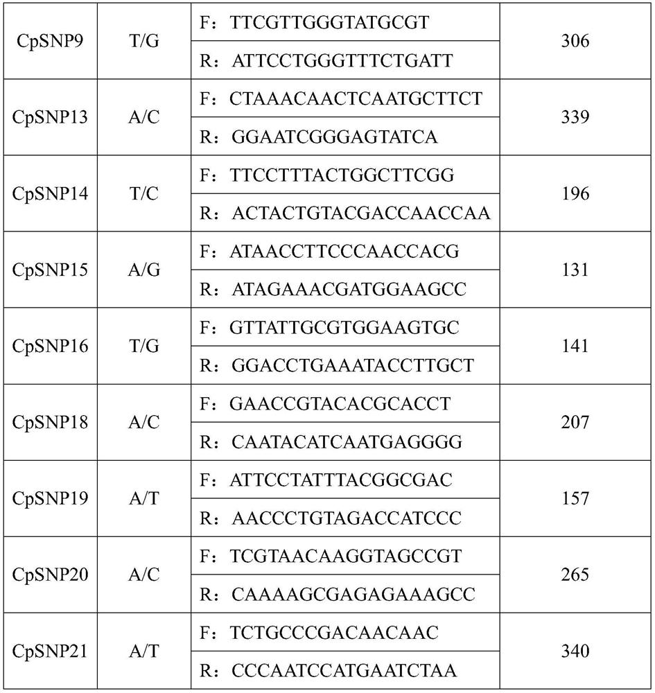 Polymorphic primers for chloroplast SNP molecular markers of Cinnamomum camphora and its application