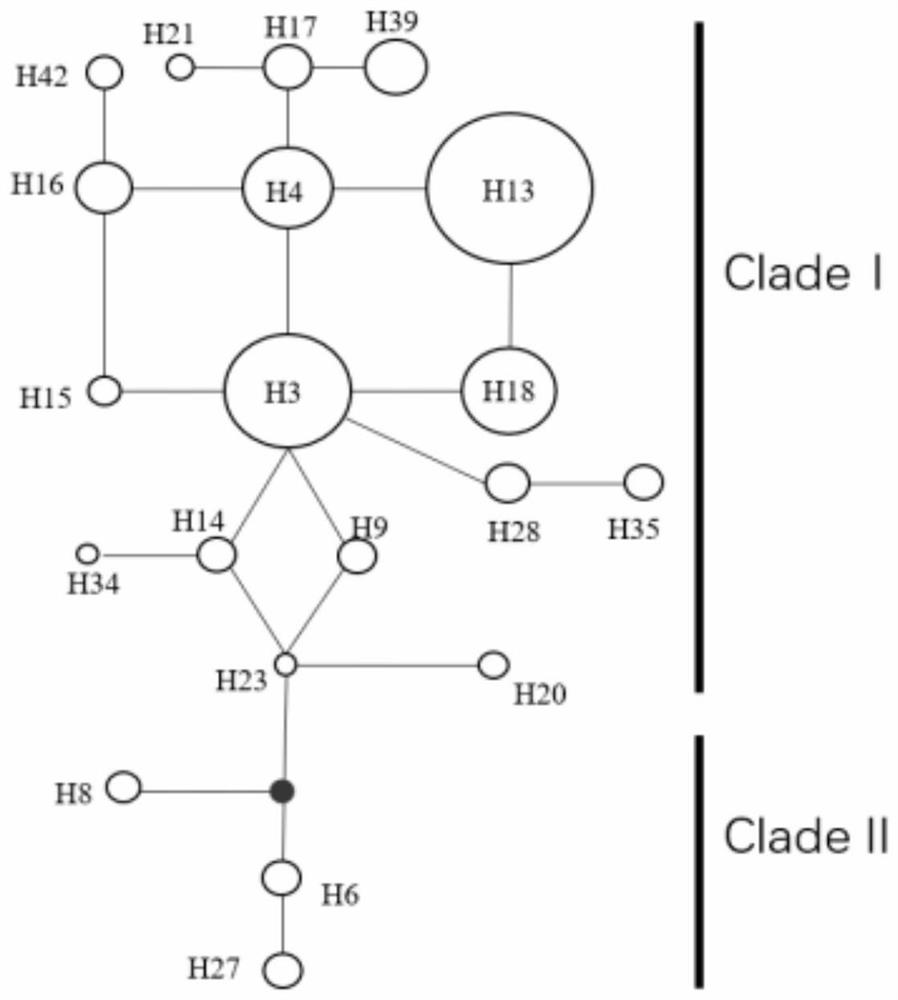 Polymorphic primers for chloroplast SNP molecular markers of Cinnamomum camphora and its application