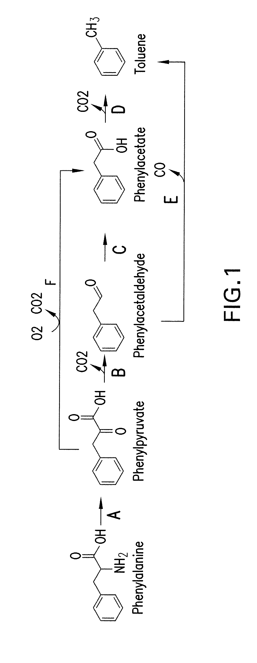 Microorganisms and methods for the biosynthesis of aromatics, 2,4-pentadienoate and 1,3-butadiene