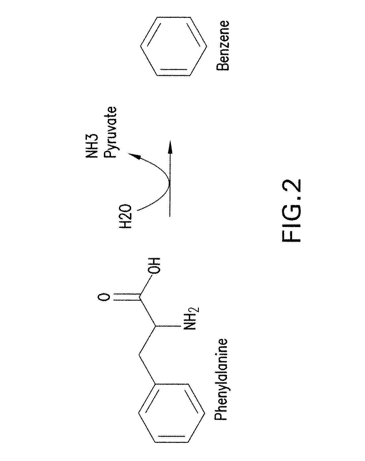 Microorganisms and methods for the biosynthesis of aromatics, 2,4-pentadienoate and 1,3-butadiene