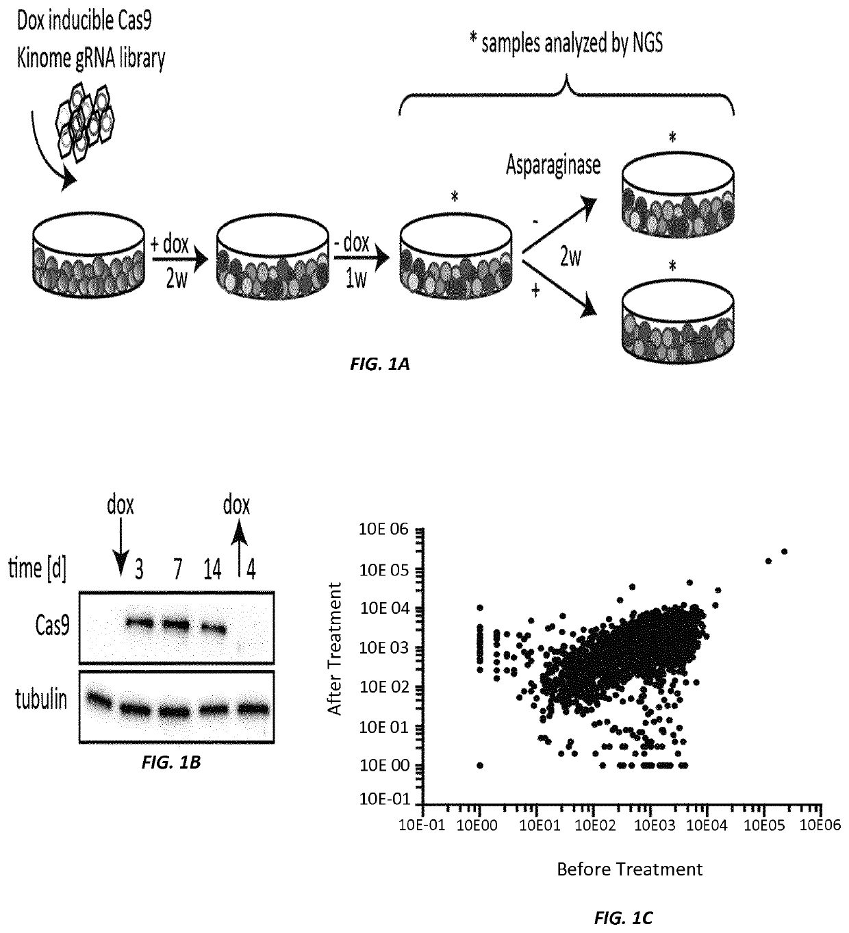 Synergistic Combinations of Amino Acid Depletion Agent Sensitizers (AADAS) and Amino Acid Depletion Agents (AADA), and Therapeutic Methods of Use Thereof