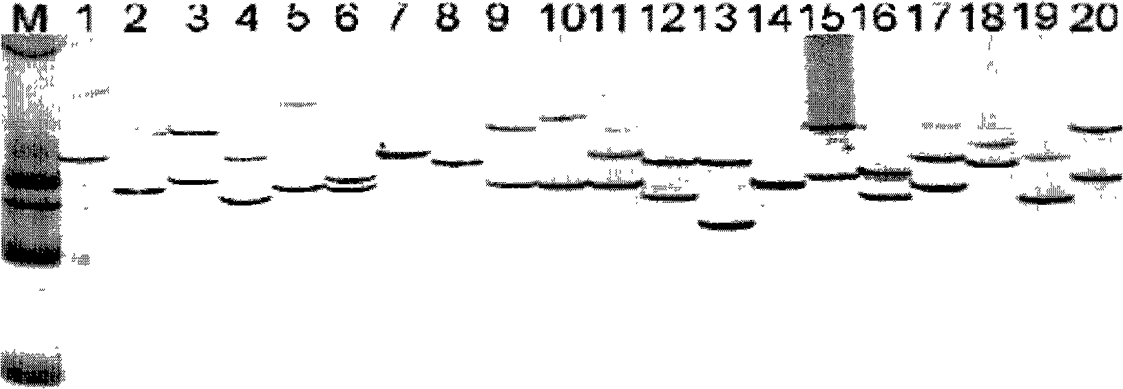 Blue crab ptssr36 microsatellite DNA marker testing technique