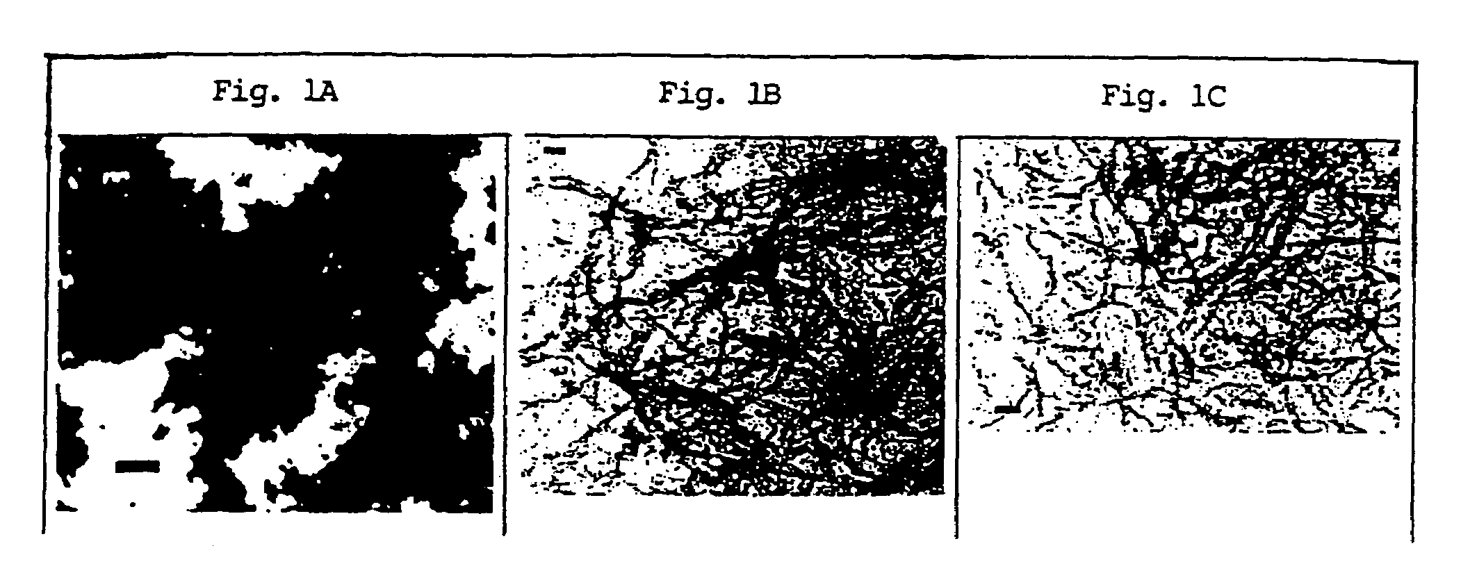 Soluble cyclic analogues of beta amyloid peptide