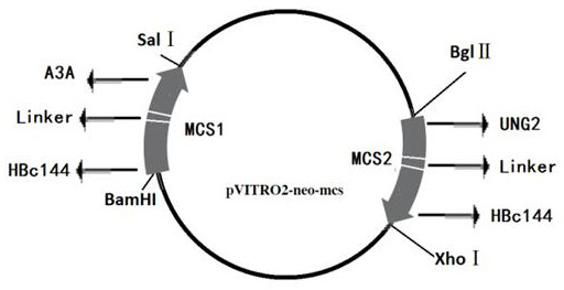 Targeted fusion protein against HBV replication and construction method thereof