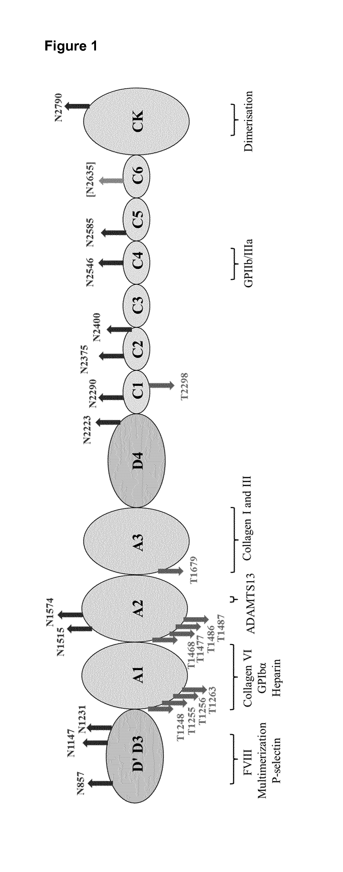 Modified von willebrand factor having improved half-life