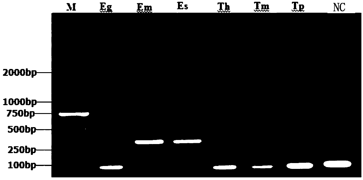 Primer pair and primer probe set for identifying echinococcus multilocularis and application thereof