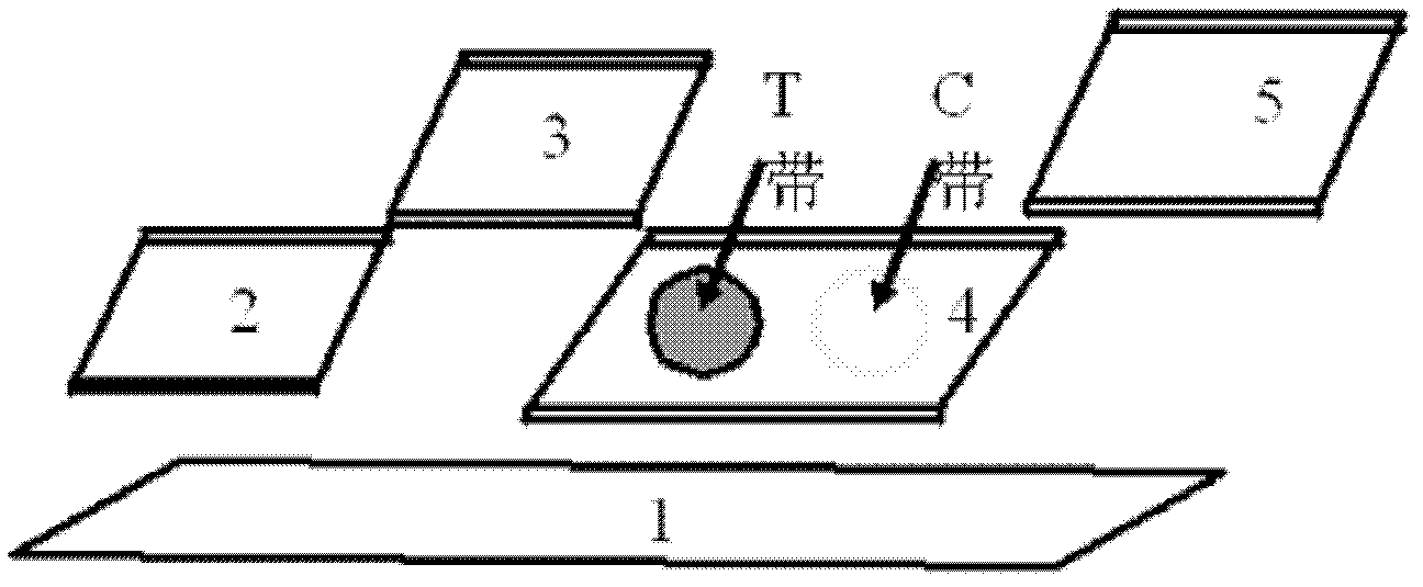 Immune colloidal gold test paper and method for quantitatively detecting configurable logic block (CLB) by matching with photoelectric sensor thereof