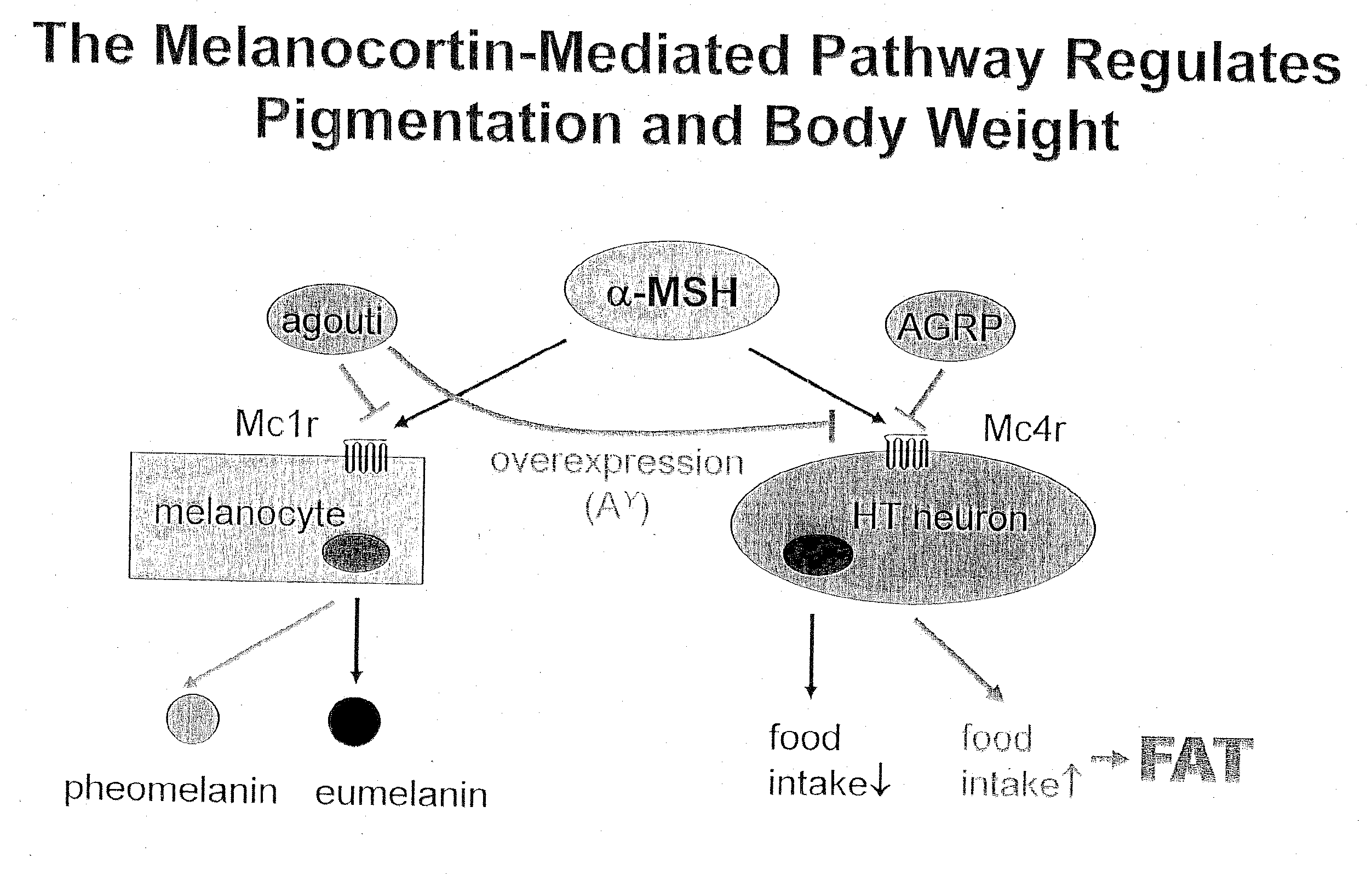 Corin for Treating Obesity and Diabetes