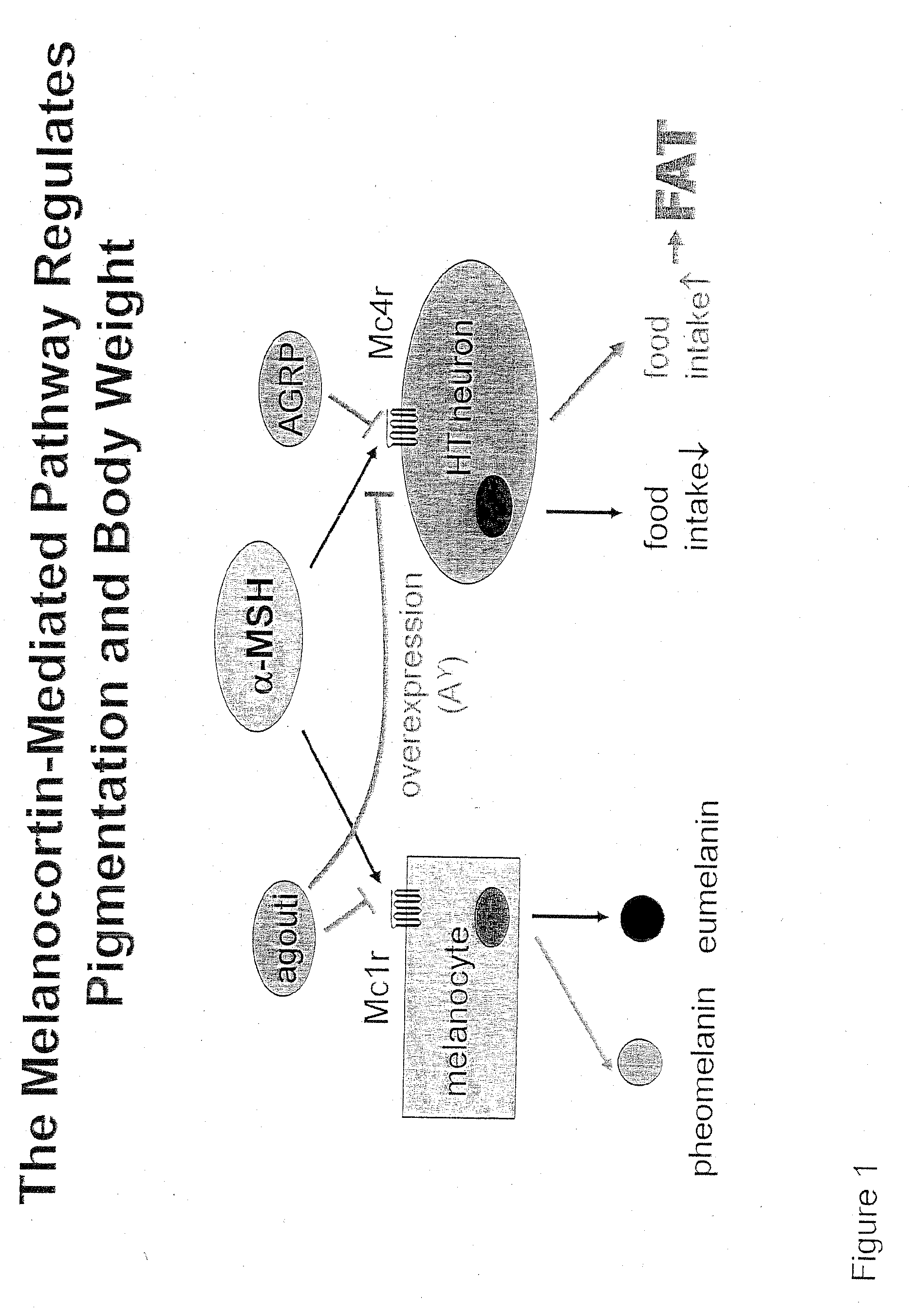 Corin for Treating Obesity and Diabetes