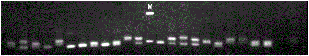 Method for cultivating large yellow croaker fingerling and screening molecular marker applied to method