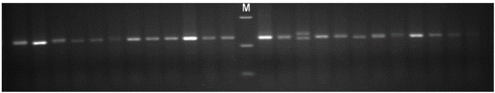 Method for cultivating large yellow croaker fingerling and screening molecular marker applied to method