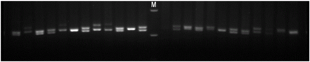 Method for cultivating large yellow croaker fingerling and screening molecular marker applied to method