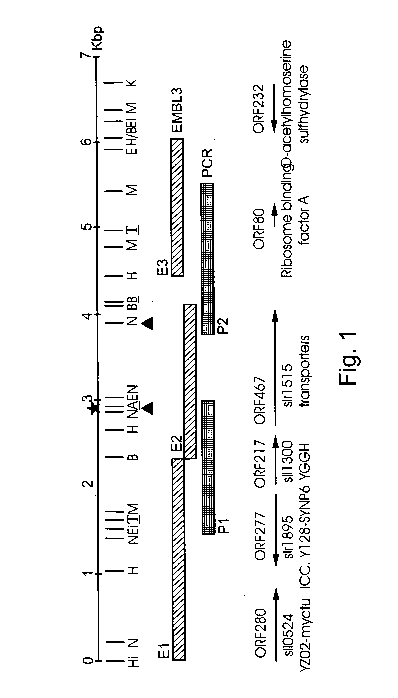 Plants characterized by enhanced growth and methods and nucleic acid constructs useful for generating same