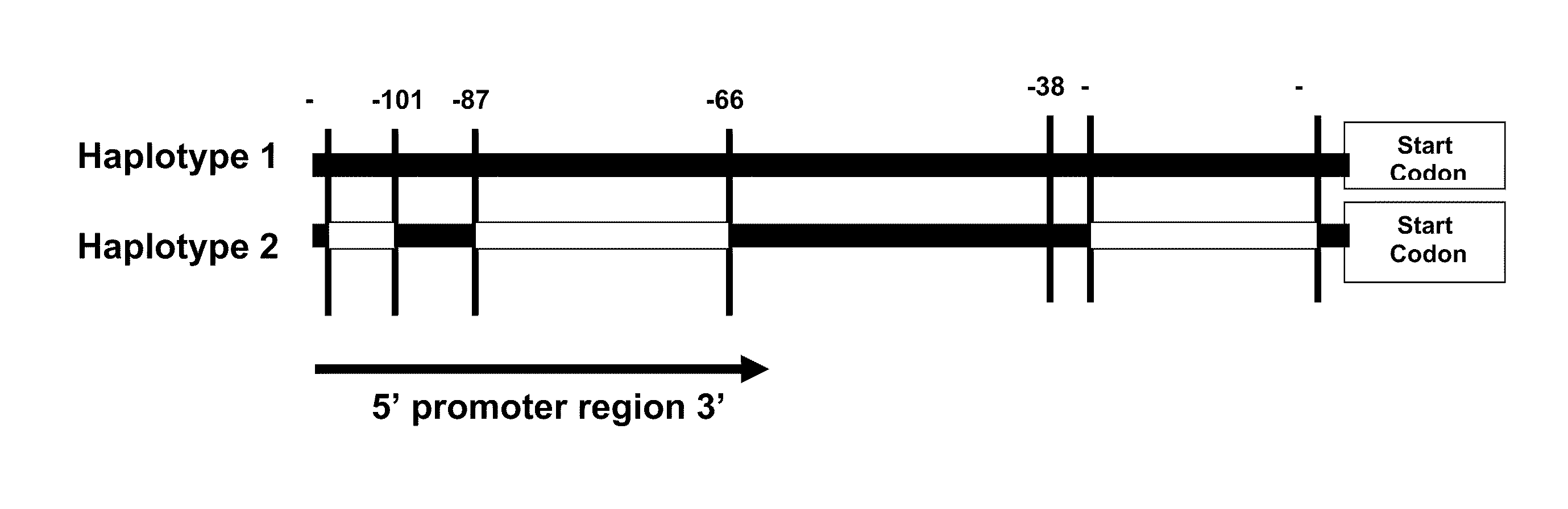 Method for Optimization of Transgenic Efficacy Using Favorable Allele Variants