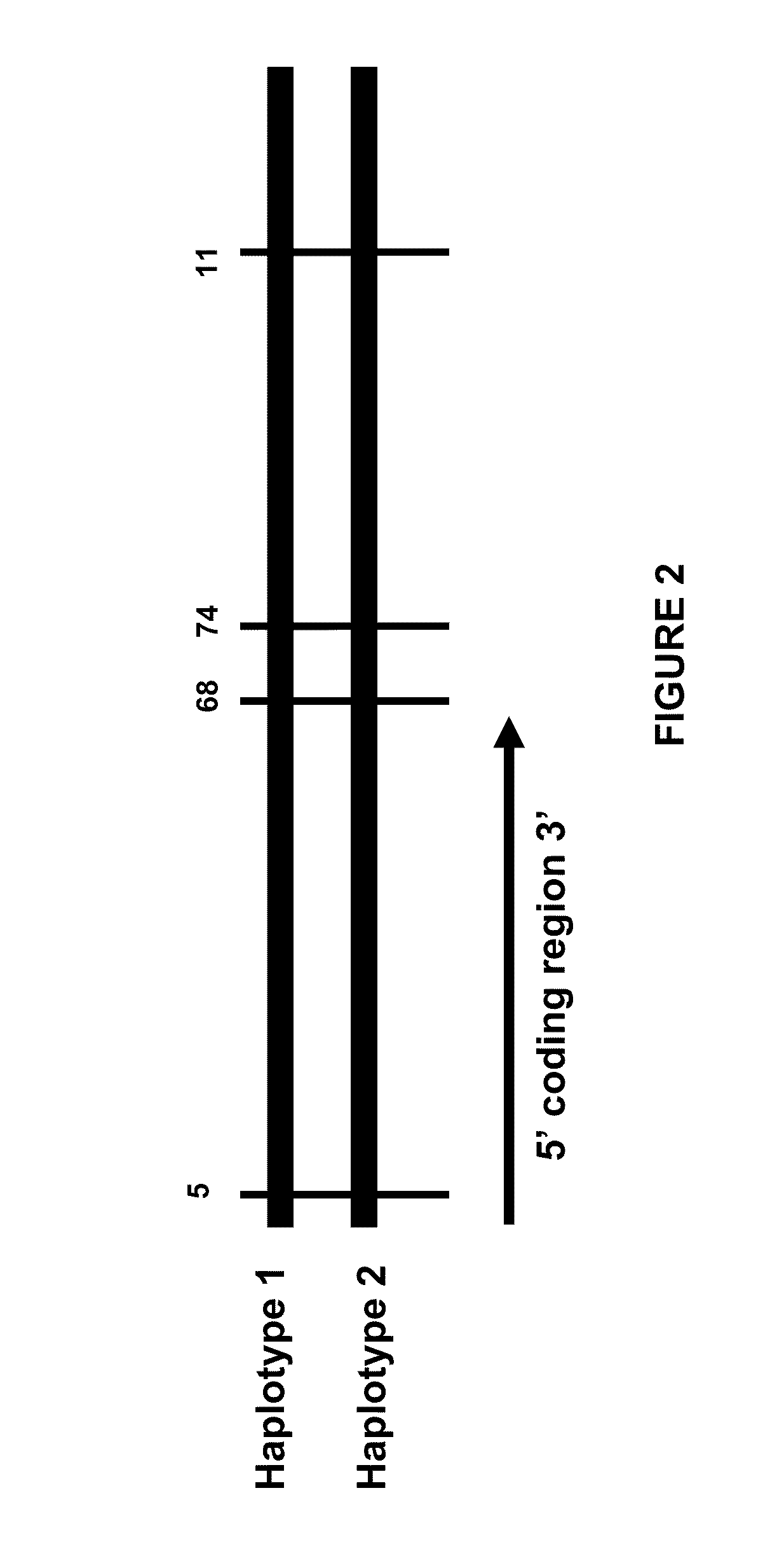 Method for Optimization of Transgenic Efficacy Using Favorable Allele Variants