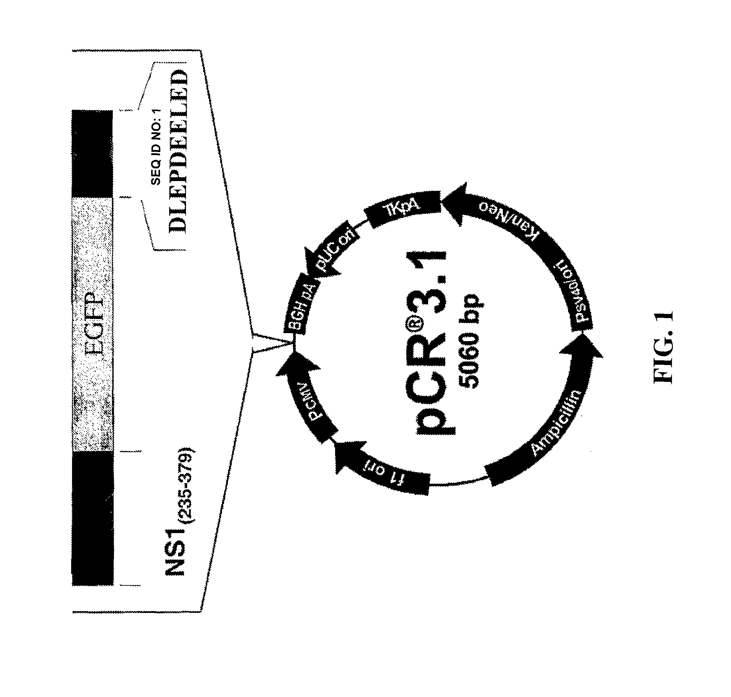 Polynucleotide encoding a fusion polypeptide suitable as cytotoxin