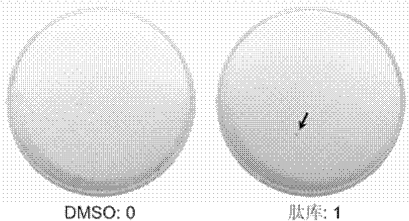 Method for screening and identifying helicobacter pylori epitope peptides