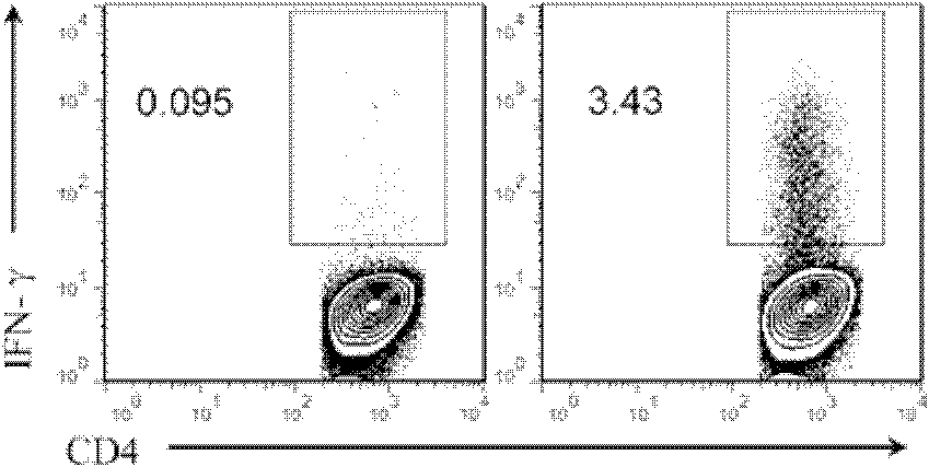 Method for screening and identifying helicobacter pylori epitope peptides