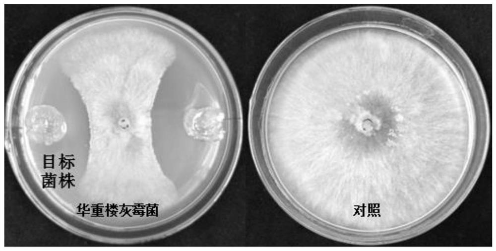 Paenibacillus polymyxa for preventing and treating gray mold of paris polyphylla and application of paenibacillus polymyxa