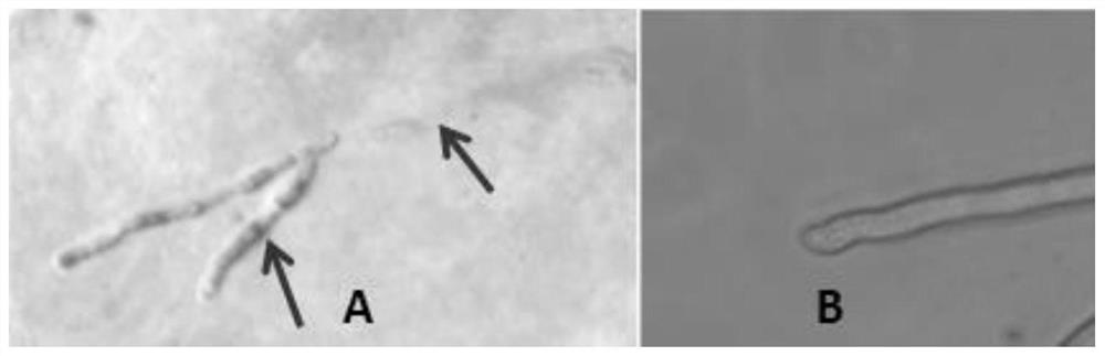 Paenibacillus polymyxa for preventing and treating gray mold of paris polyphylla and application of paenibacillus polymyxa