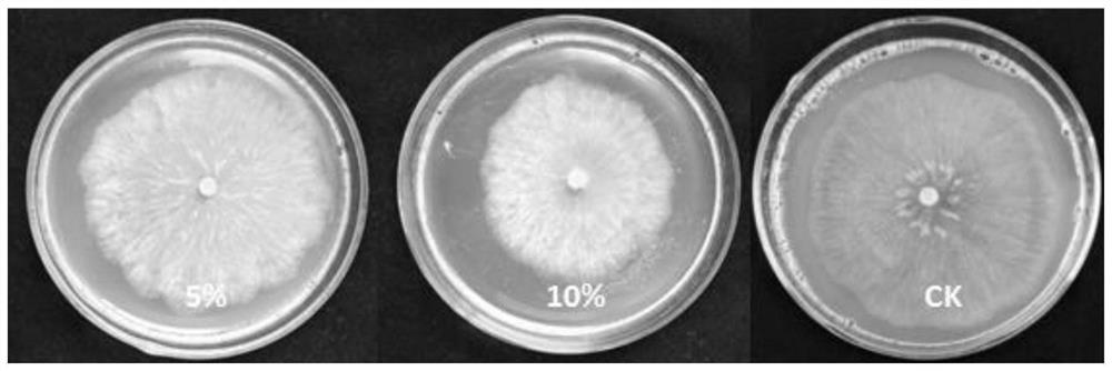 Paenibacillus polymyxa for preventing and treating gray mold of paris polyphylla and application of paenibacillus polymyxa