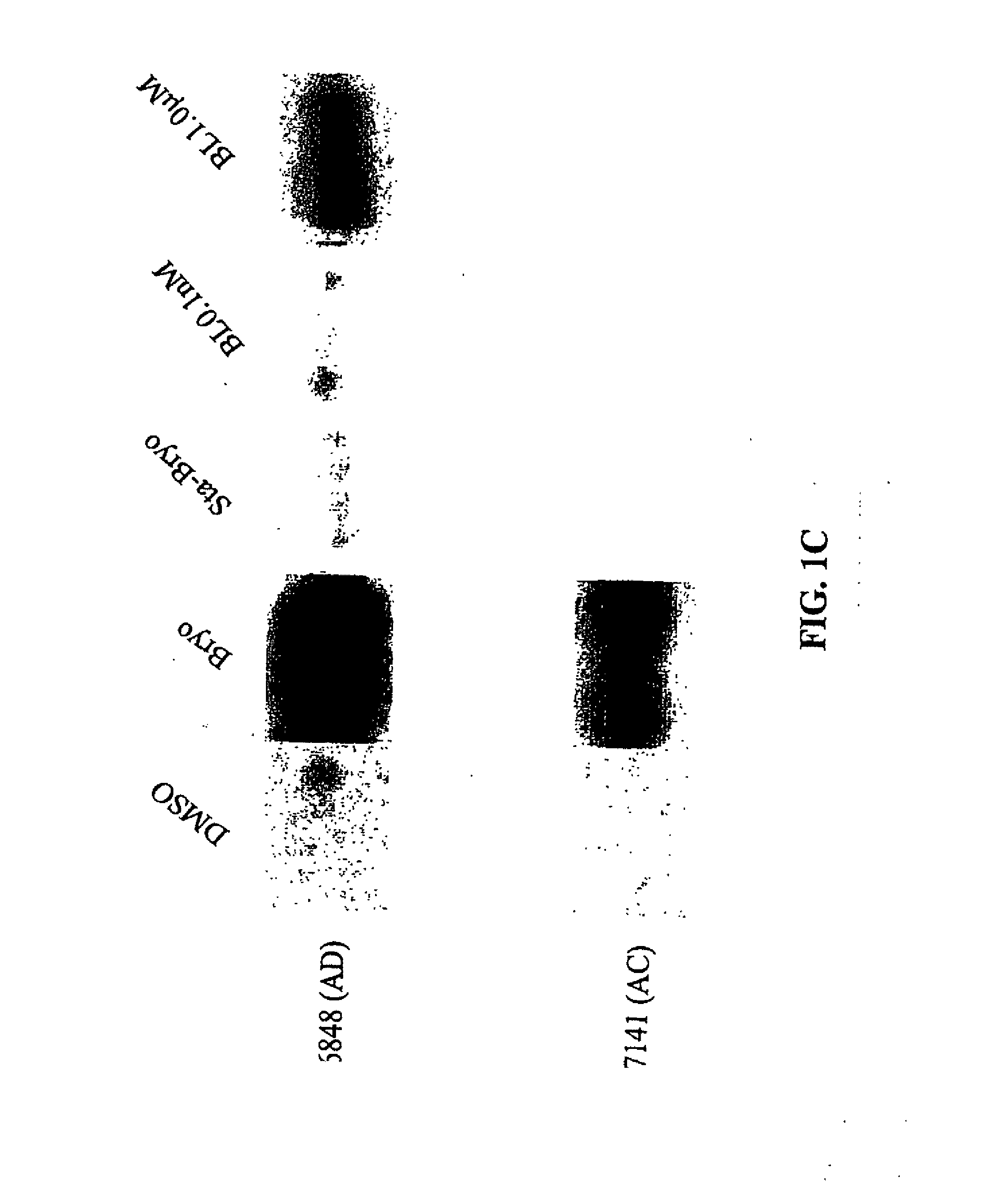 PKC ACTIVATION AS A MEANS FOR ENHANCING sAPPalpha SECRETION AND IMROVING COGNITION USING BRYOSTATIN TYPE COMPOUNDS