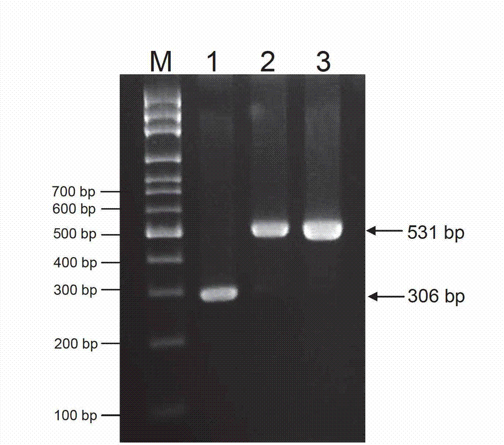 STS molecular marker for identifying high rice bacterial blight resistant genes and application thereof