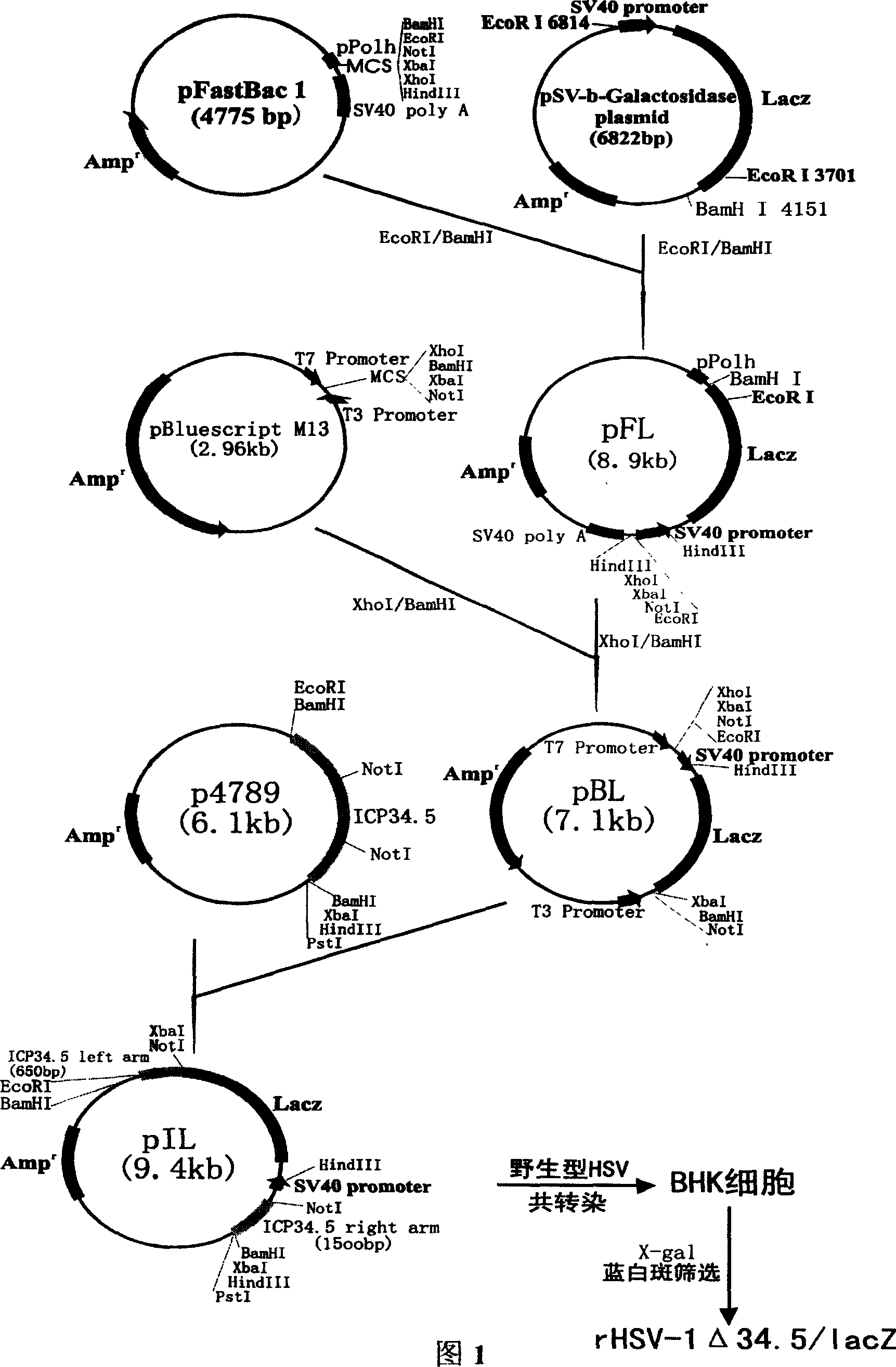 Recombinant 1 type herpes simplex virus and its preparation method and uses