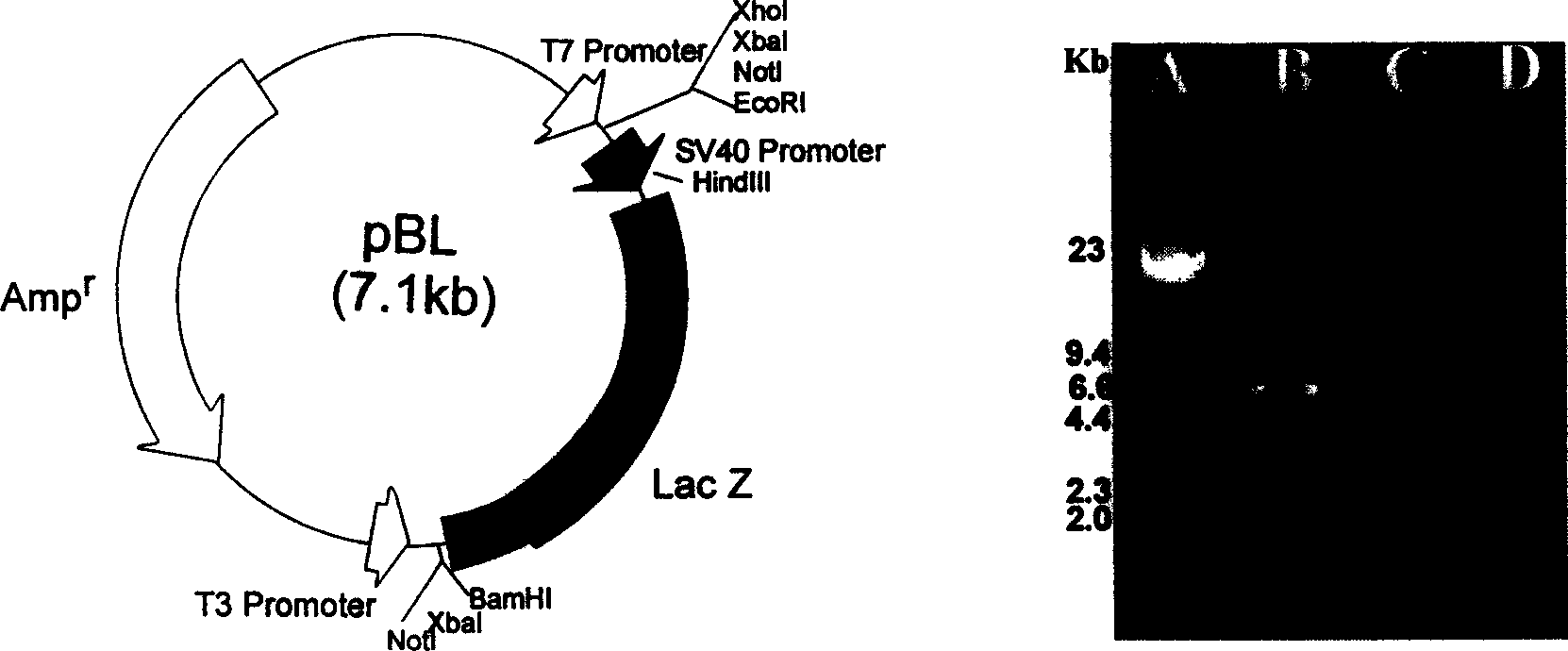 Recombinant 1 type herpes simplex virus and its preparation method and uses