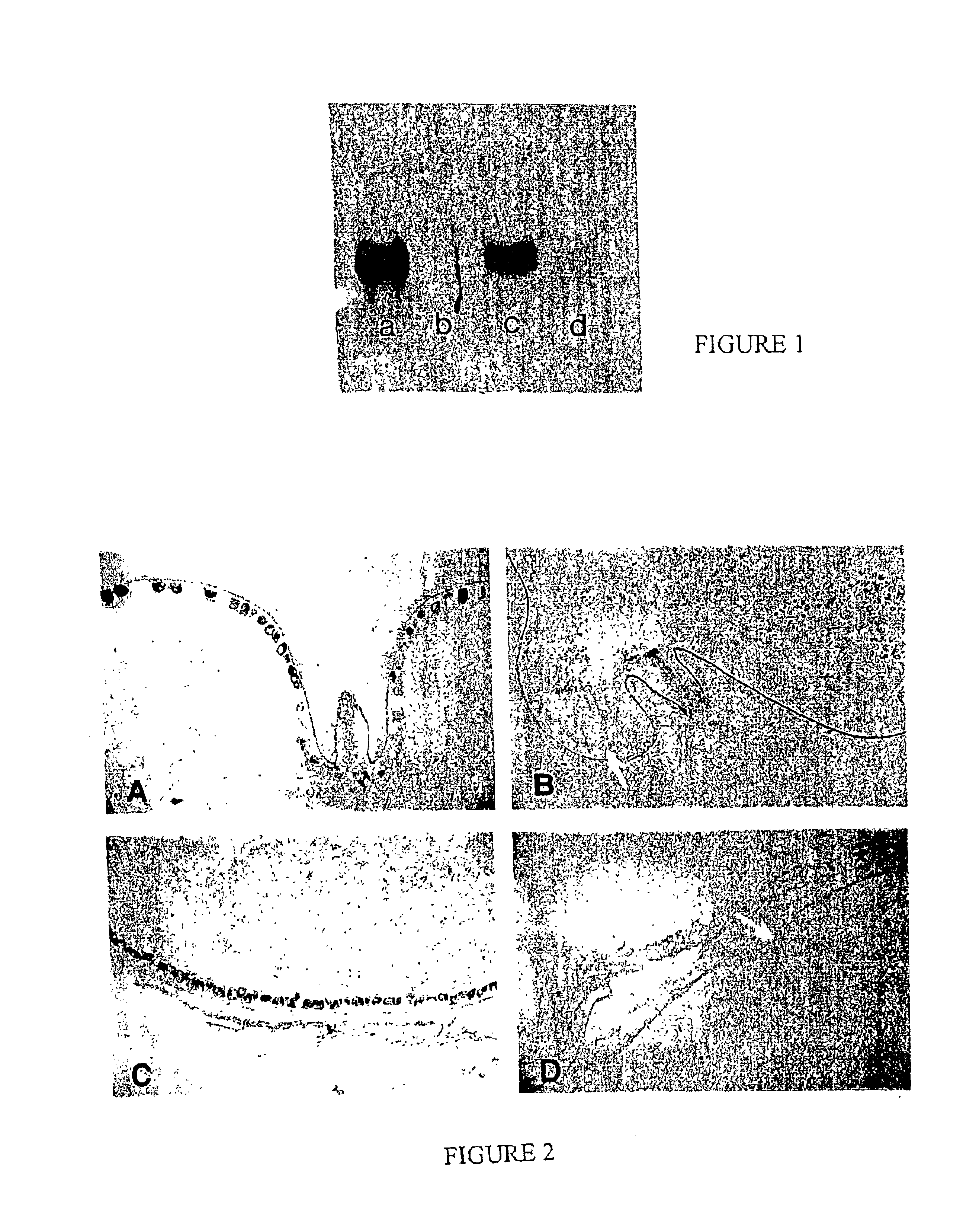 Regulatory region of a lipid transfer protein (LtpW1) from aleuron tissue of wheat