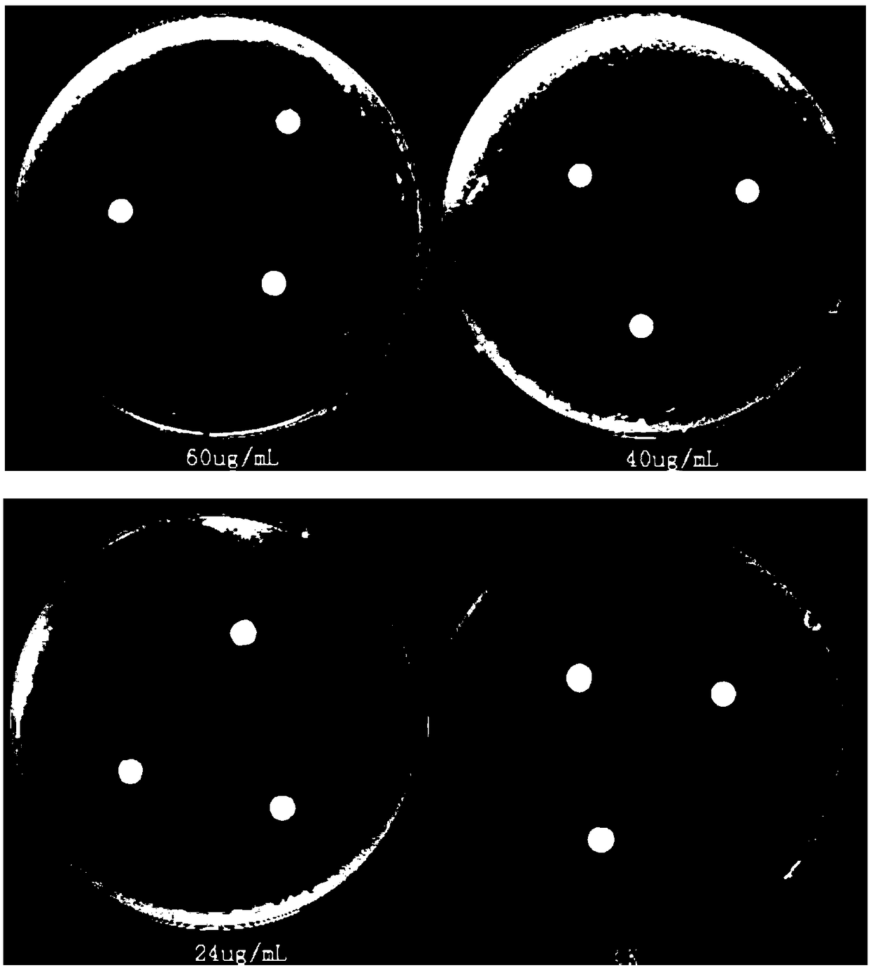 A method for controlling tobacco bacterial wilt by utilizing Piroformis indica and Zhongshengmycin