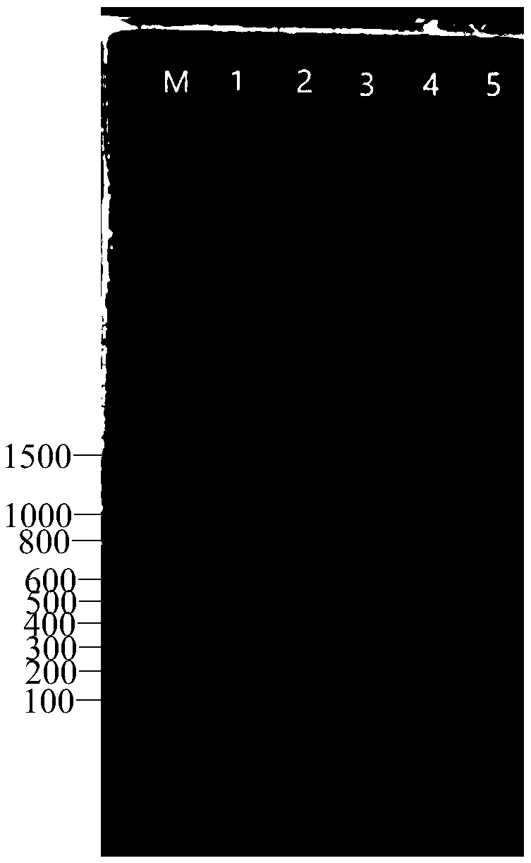 Ustilago maydis haploid strain UM01 and use thereof