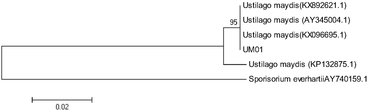 Ustilago maydis haploid strain UM01 and use thereof