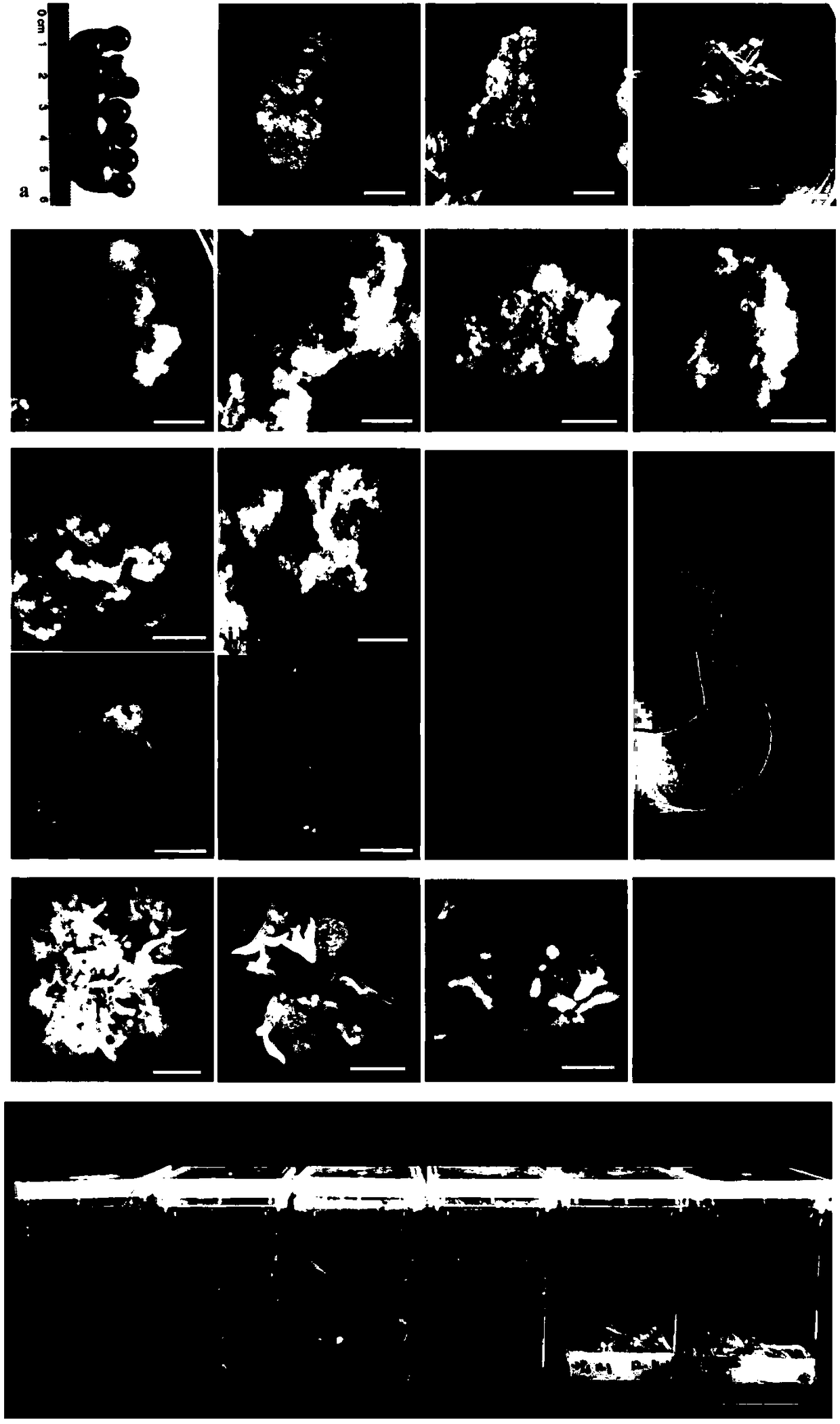 Somatic embryogenesis and plant regeneration culturing method for Koelreuteria paniculata