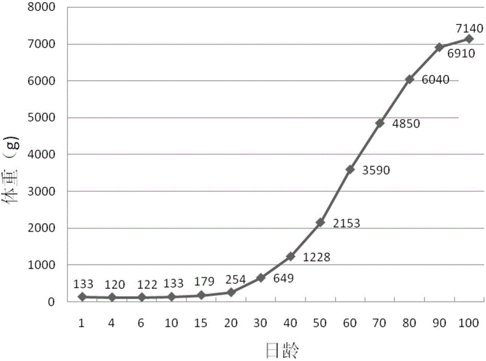 Artificial incubation and artificial brooding method for pelicans