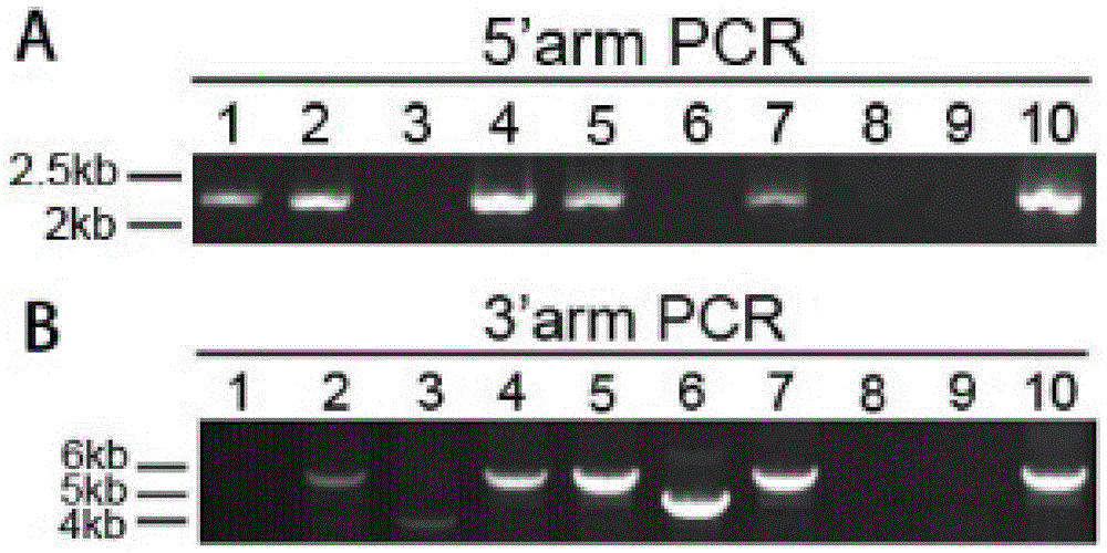 Construction method and application of conditional ivermectin receptor ivmr transgenic mouse model