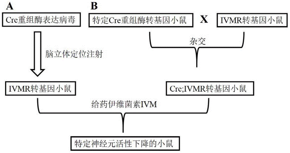 Construction method and application of conditional ivermectin receptor ivmr transgenic mouse model