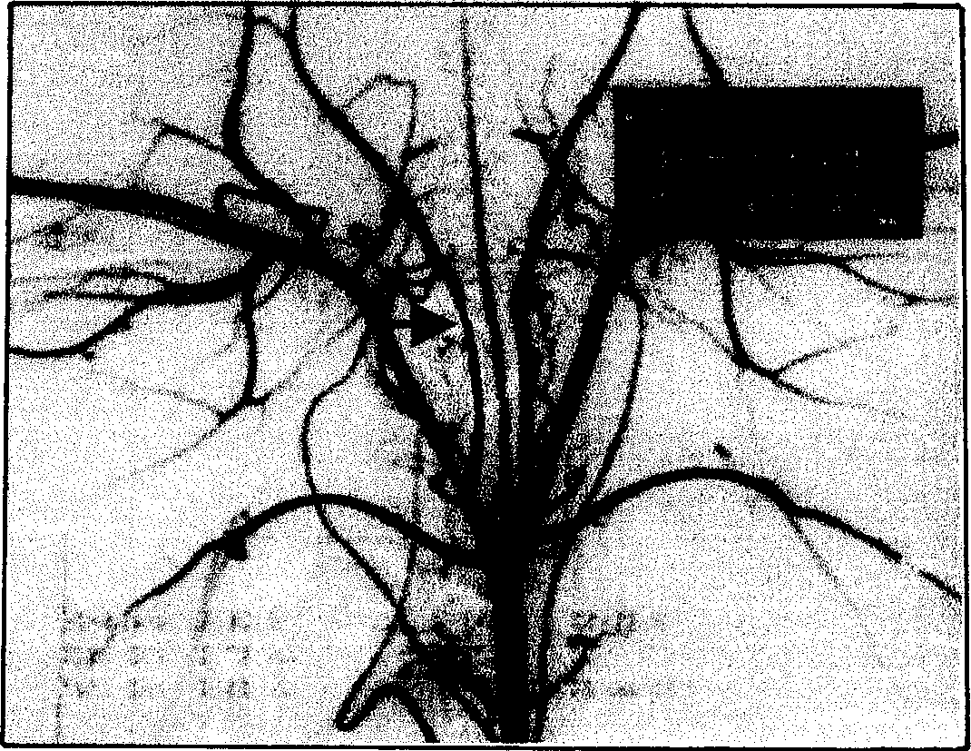 Method for establishing animal mode of blood vessel sextual erection dys function