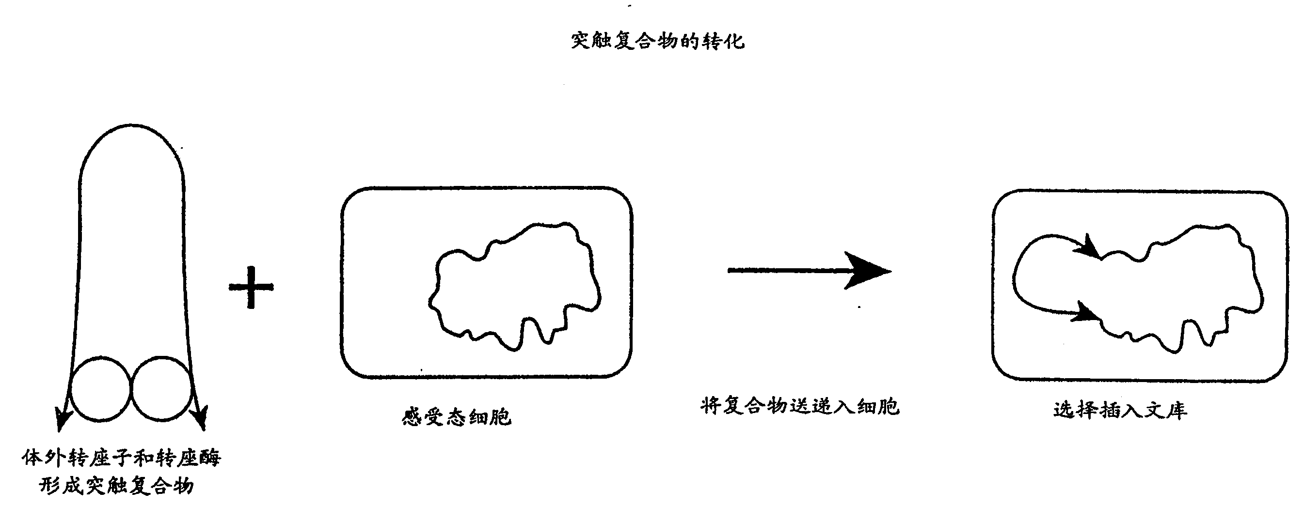 Method for making insertional mutations